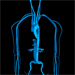Arteries and veins blue